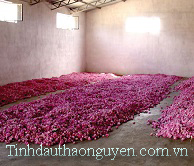 tinh dau hoa hong Thao Nguyen